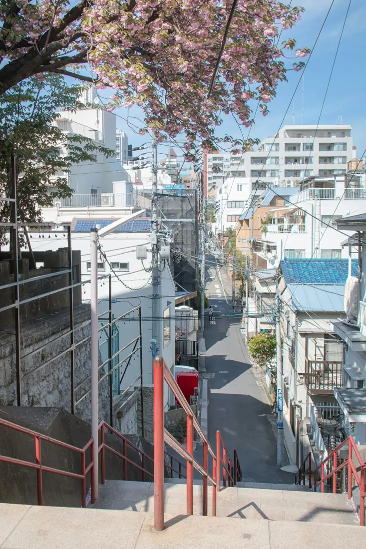 Quiet residential stairway under sakura