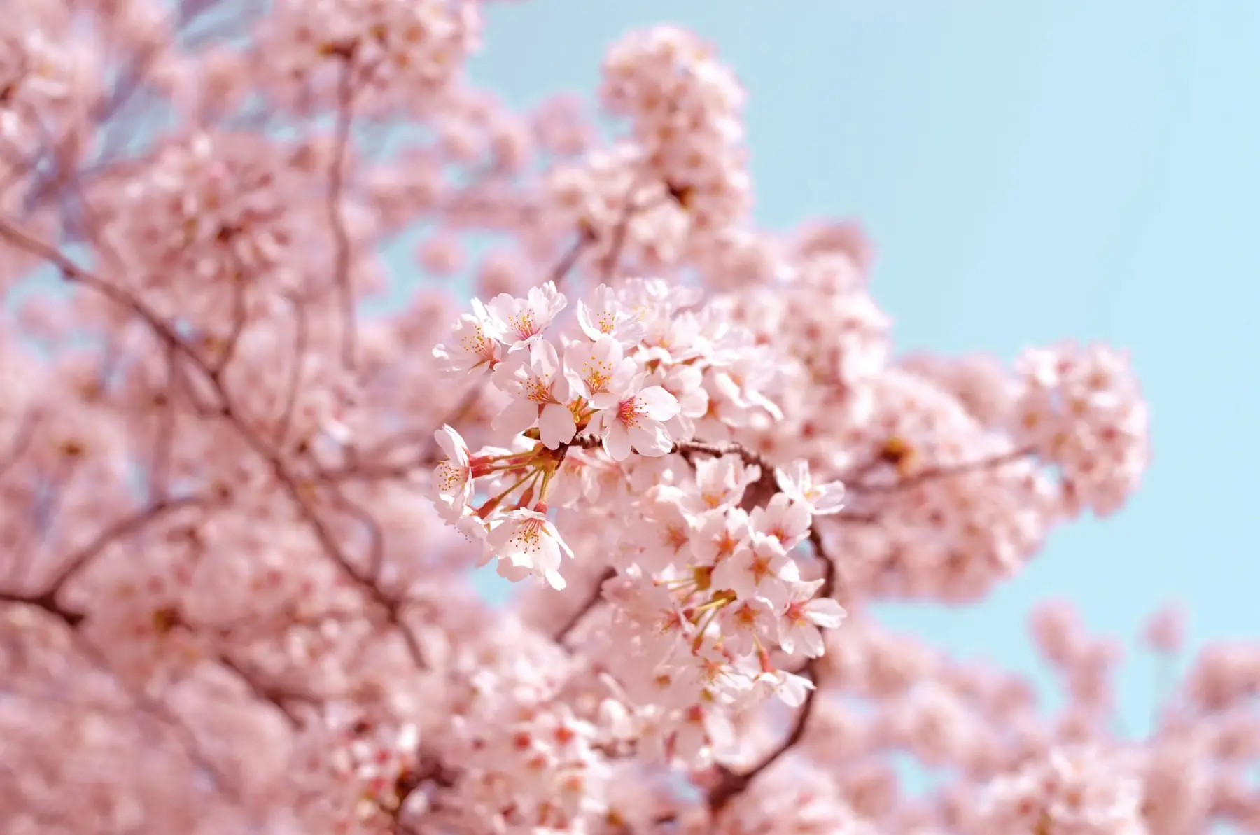 Cherry blossoms against a clear sky