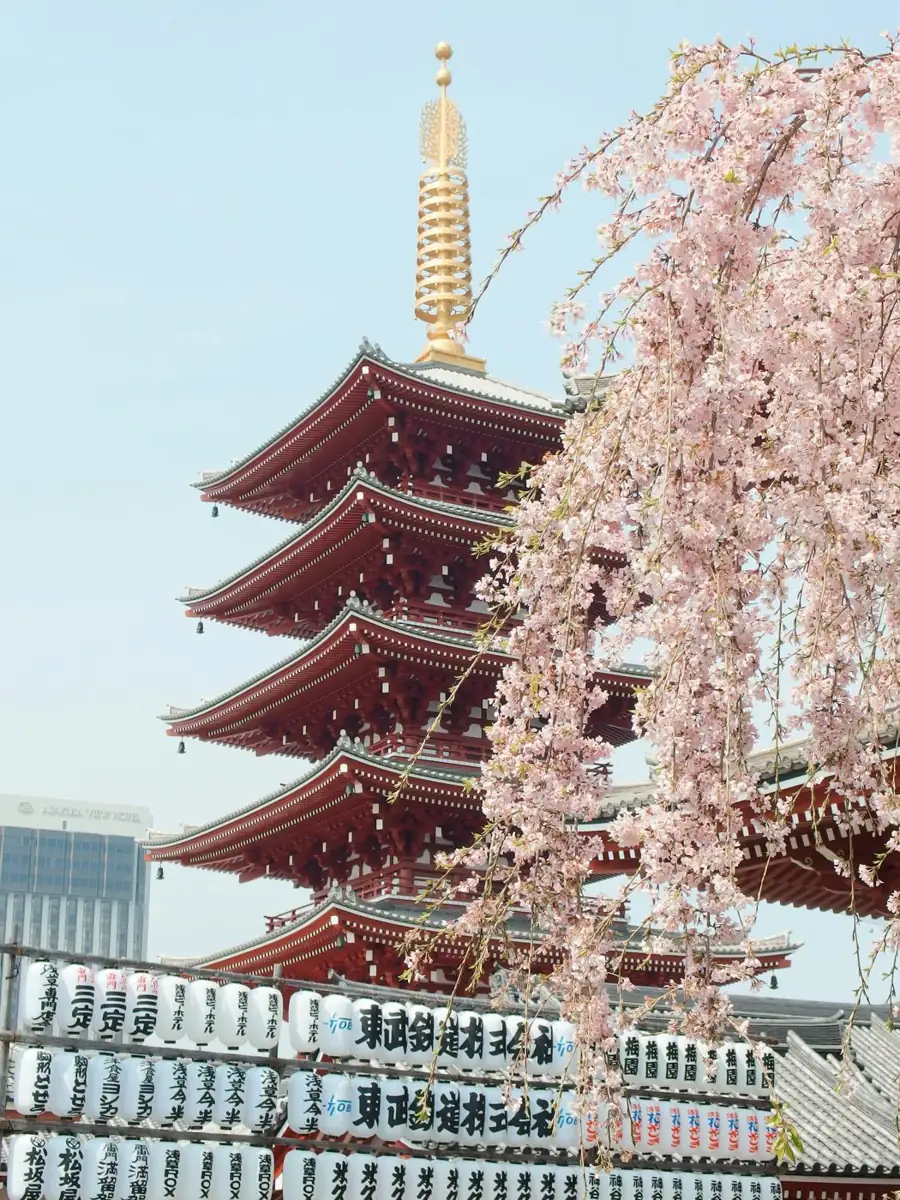 Senso-ji pagoda with weeping cherry blossoms